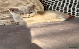 British Shorthair cats for sale: British Shorthair kittens and Mum for sale - Image 7