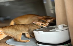 Abyssinian cats for sale: Last boy Ready to Go 😻💙 - Image 5
