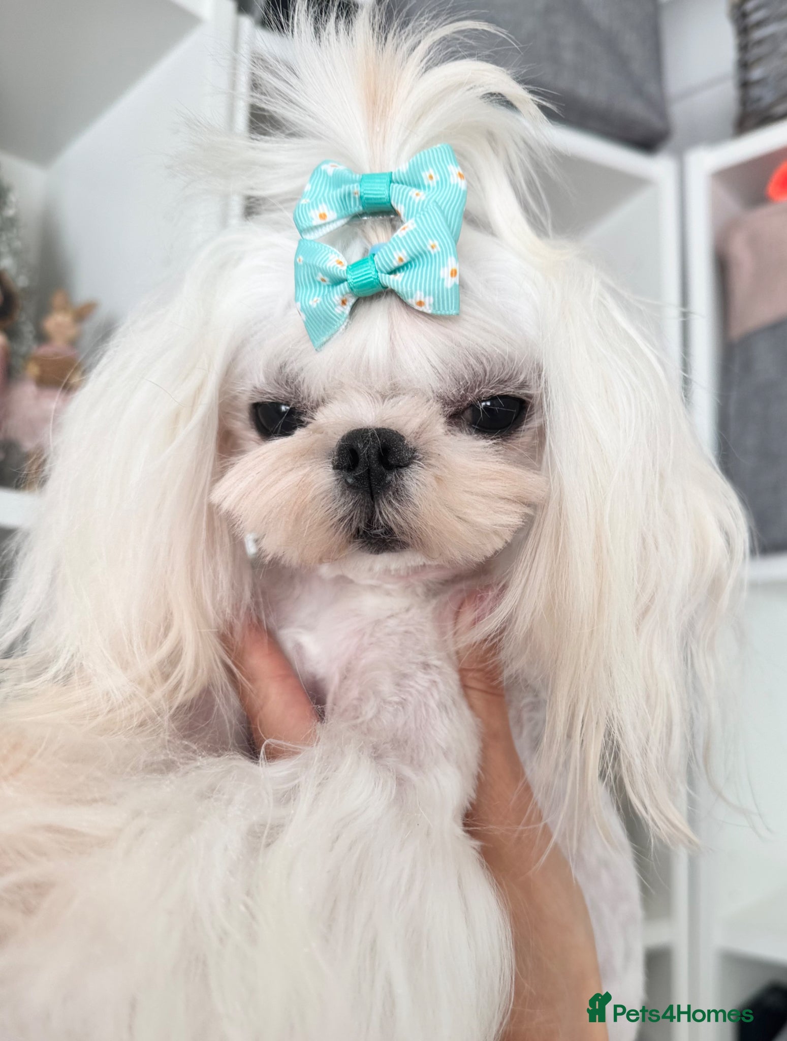 Maltese dogs 💙adult Korean maltese boy💙 - Advert 2