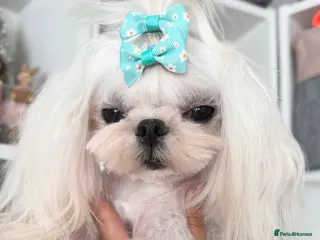 Maltese dogs 💙adult Korean maltese boy💙 - Advert 2