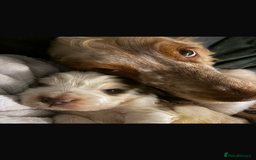 Cocker Spaniel dogs for sale: 🩷Stunning chocolate sable roan show type cocker🩷 - Advert 3