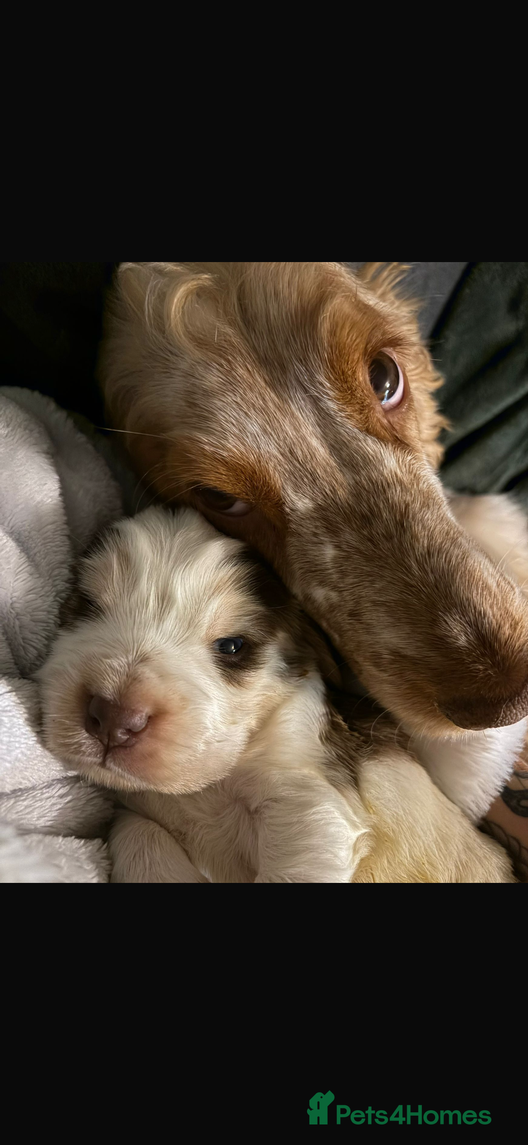 Cocker Spaniel dogs for sale: 🩷Stunning chocolate sable roan show type cocker🩷 - Advert 3