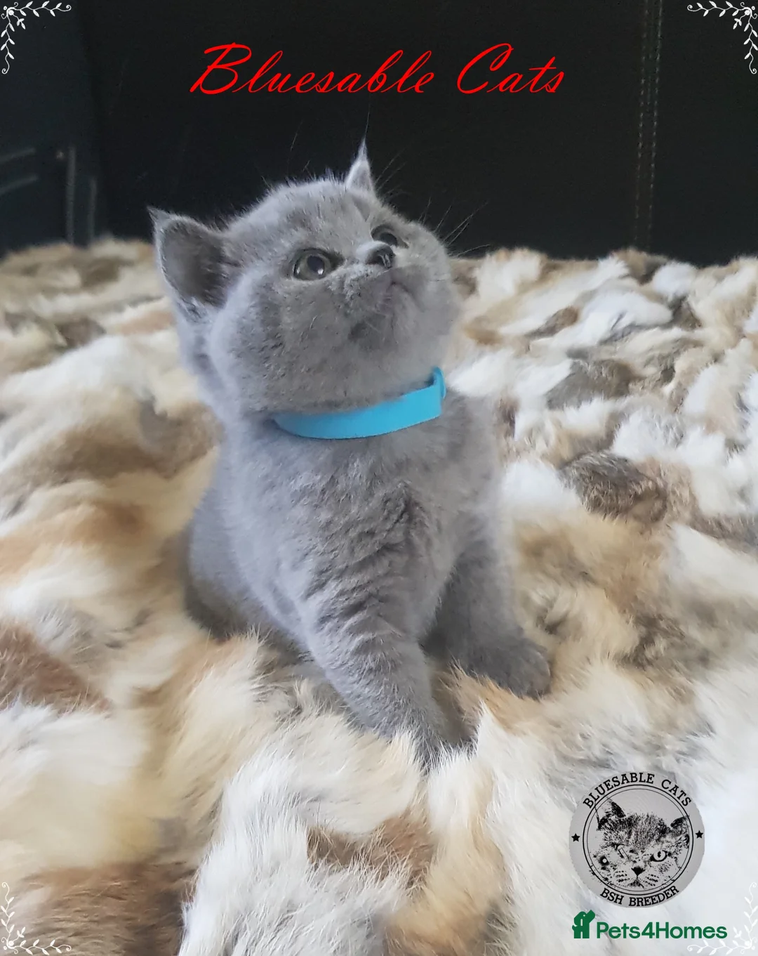 British Shorthair cats for sale: Pure Pedigree BSH Kittens - Advert 2