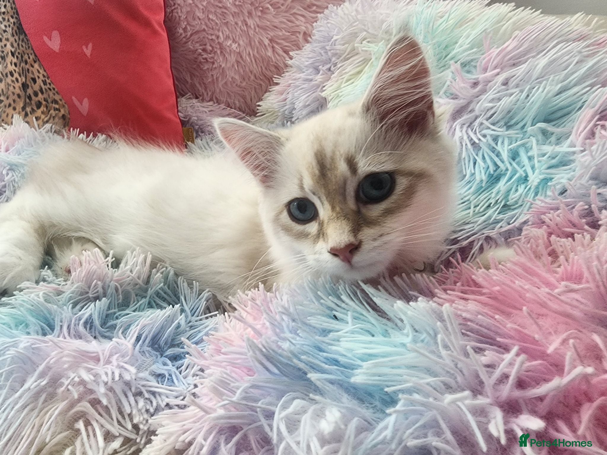 Siberian cats Siberian Male Kitten GCCF Reg Active Breeding  - Advert 3