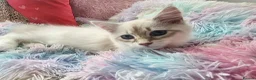 Siberian cats for sale: Siberian Male Kitten GCCF Reg Active Breeding  - Advert 1