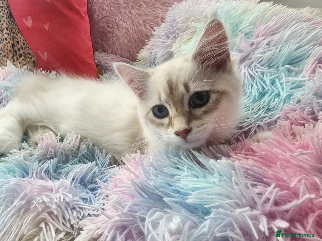 Siberian cats for sale: Siberian Male Kitten GCCF Reg Active Breeding  - Advert 1