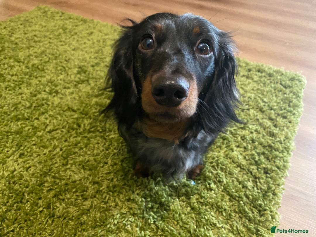 Miniature Dachshund dogs for sale: Gorgeous Long Haired Miniature Dachshund puppies!  - Image 11