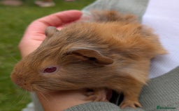 Guinea Pig rodents for sale: 4 Baby Boy Guinea Pigs  - Image 5