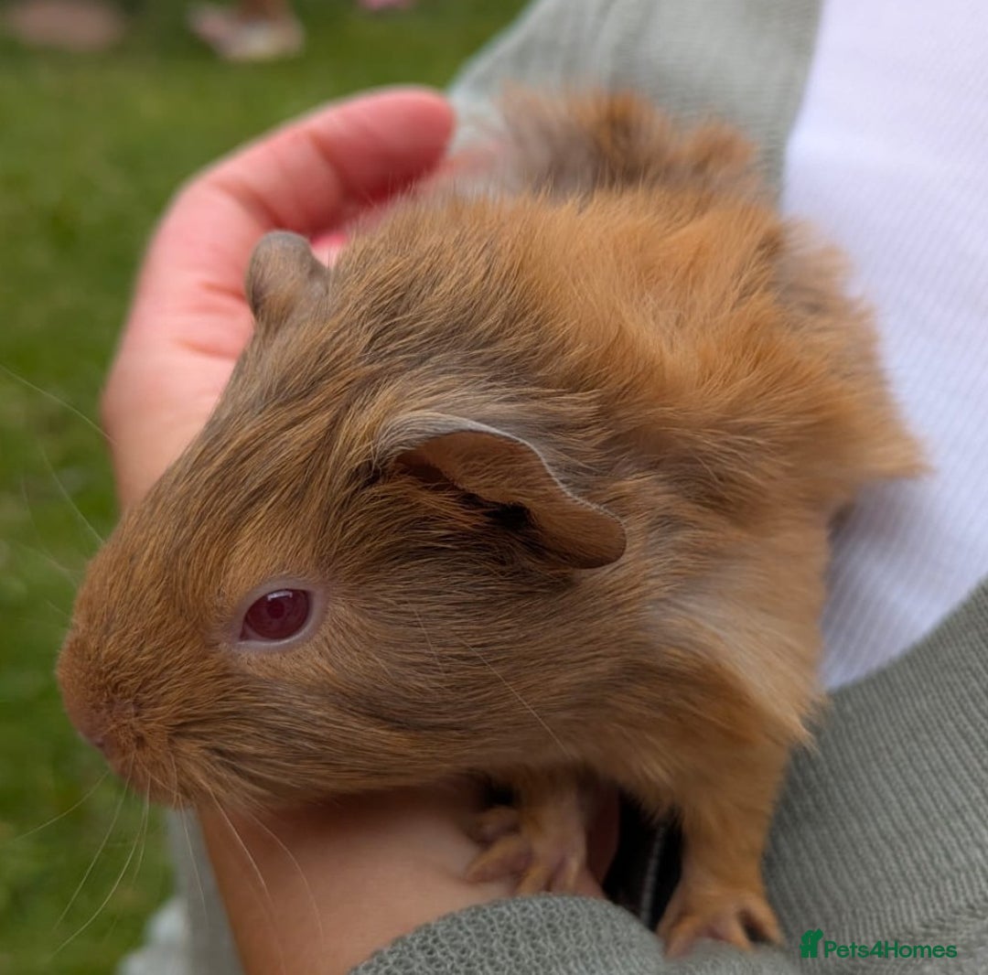 Guinea Pig rodents for sale: 4 Baby Boy Guinea Pigs  - Image 5