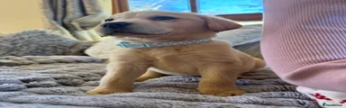 Labrador Retriever Puppy 3