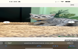 British Shorthair cats for sale: BSH Kitten Bean - Image 5