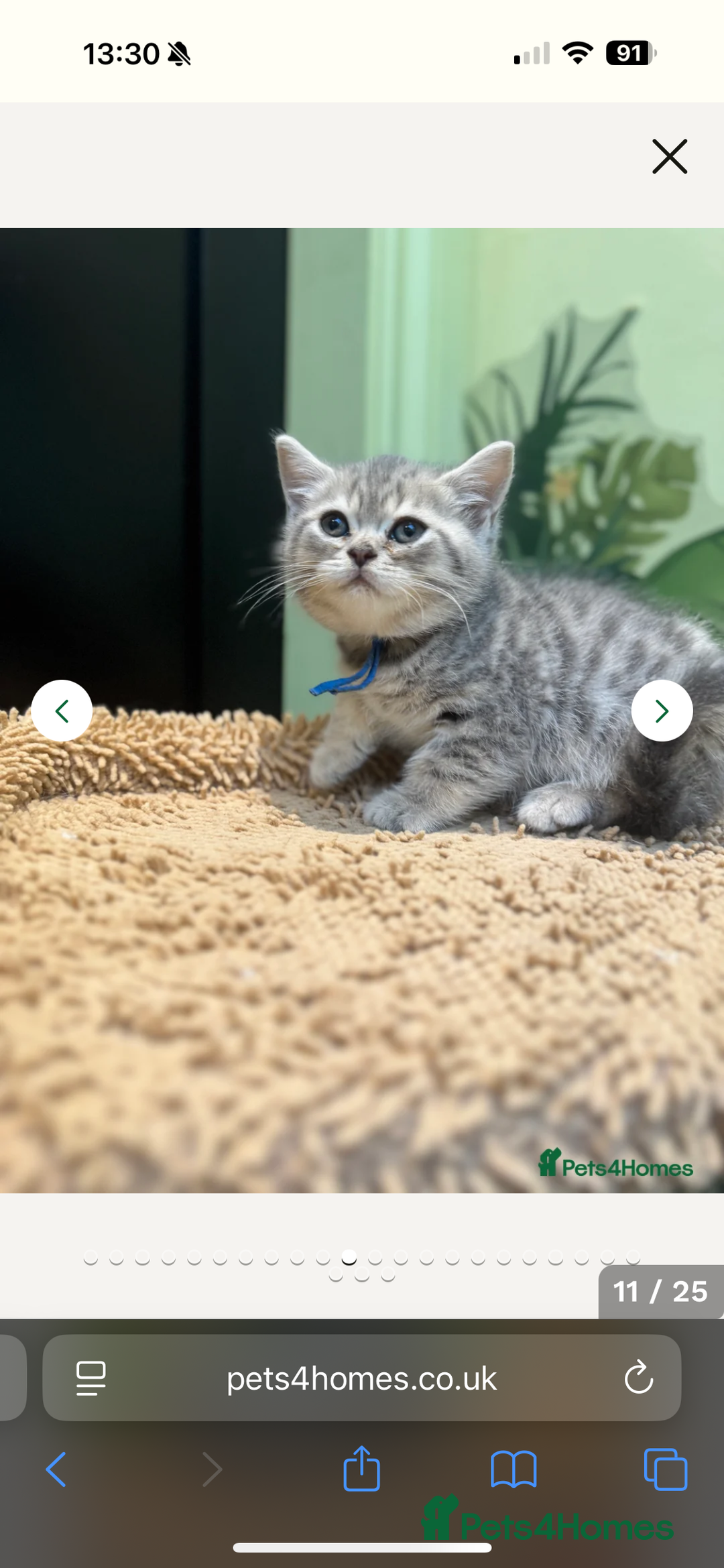 British Shorthair cats for sale: BSH Kitten Bean - Image 5