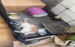Mini Lop rabbits for sale: Cute, Playful Bunny Needs a New Home - Image 3