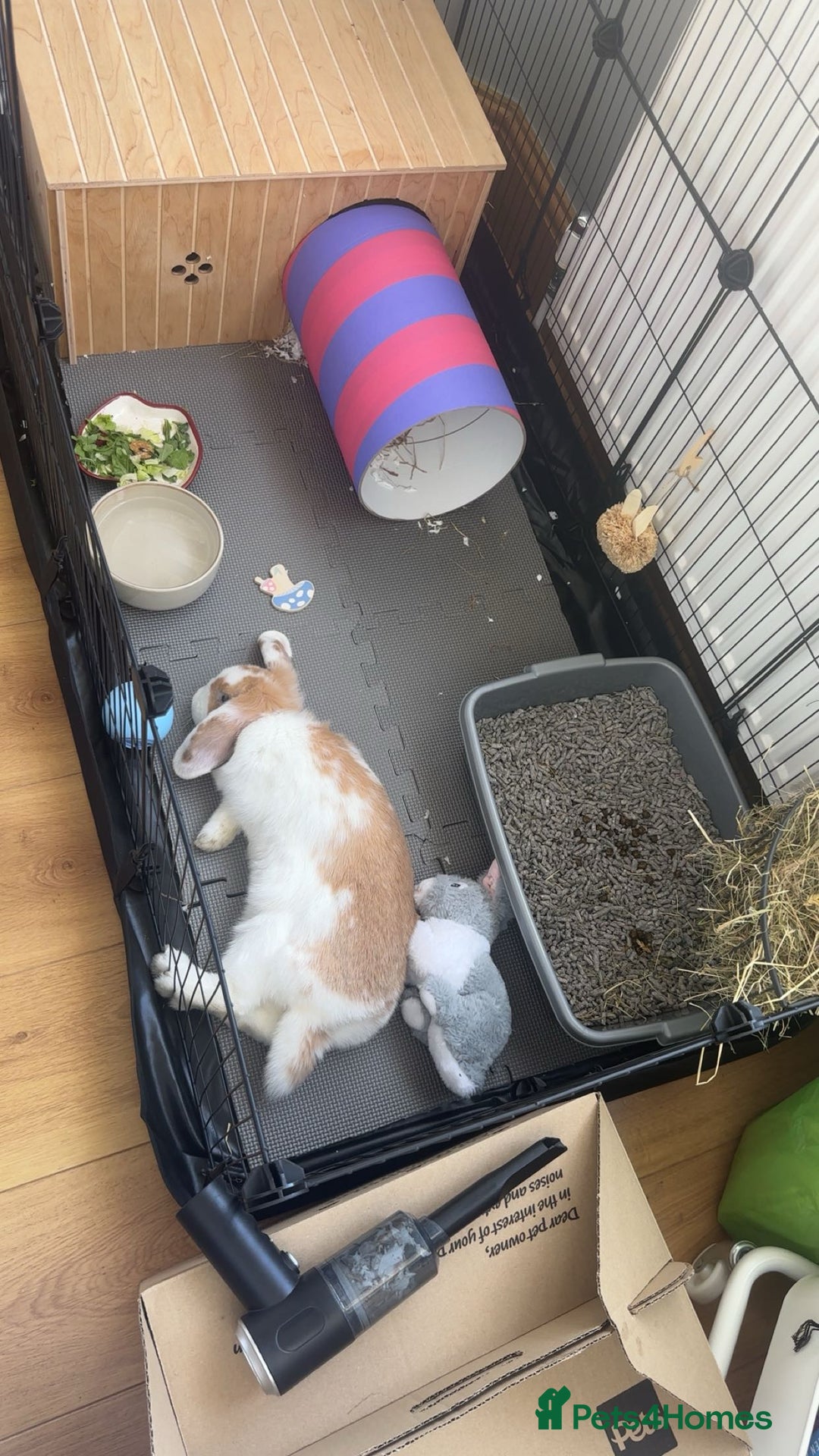 Mini Lop rabbits for sale: Cute, Playful Bunny Needs a New Home - Image 3