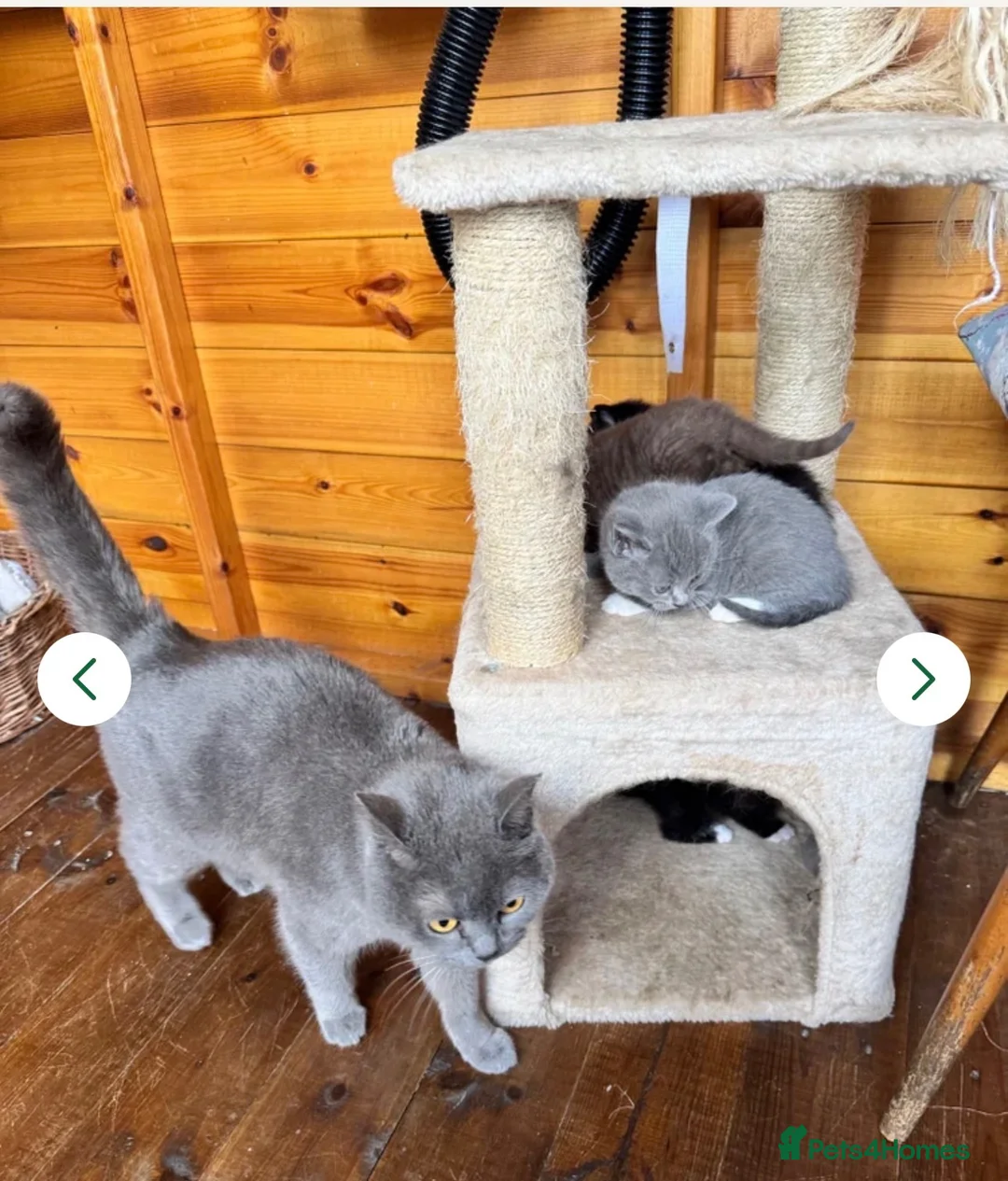 British Shorthair cats for sale: Blue British short hair  - Advert 3