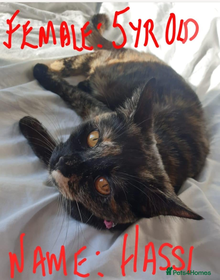 Mixed Breed cats for sale: GORGEOUS CATS NEED A LOVING HOME - Advert 1