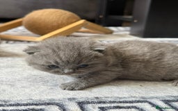 British Shorthair cats for sale: Five cute and naughty kittens for sale - Image 9