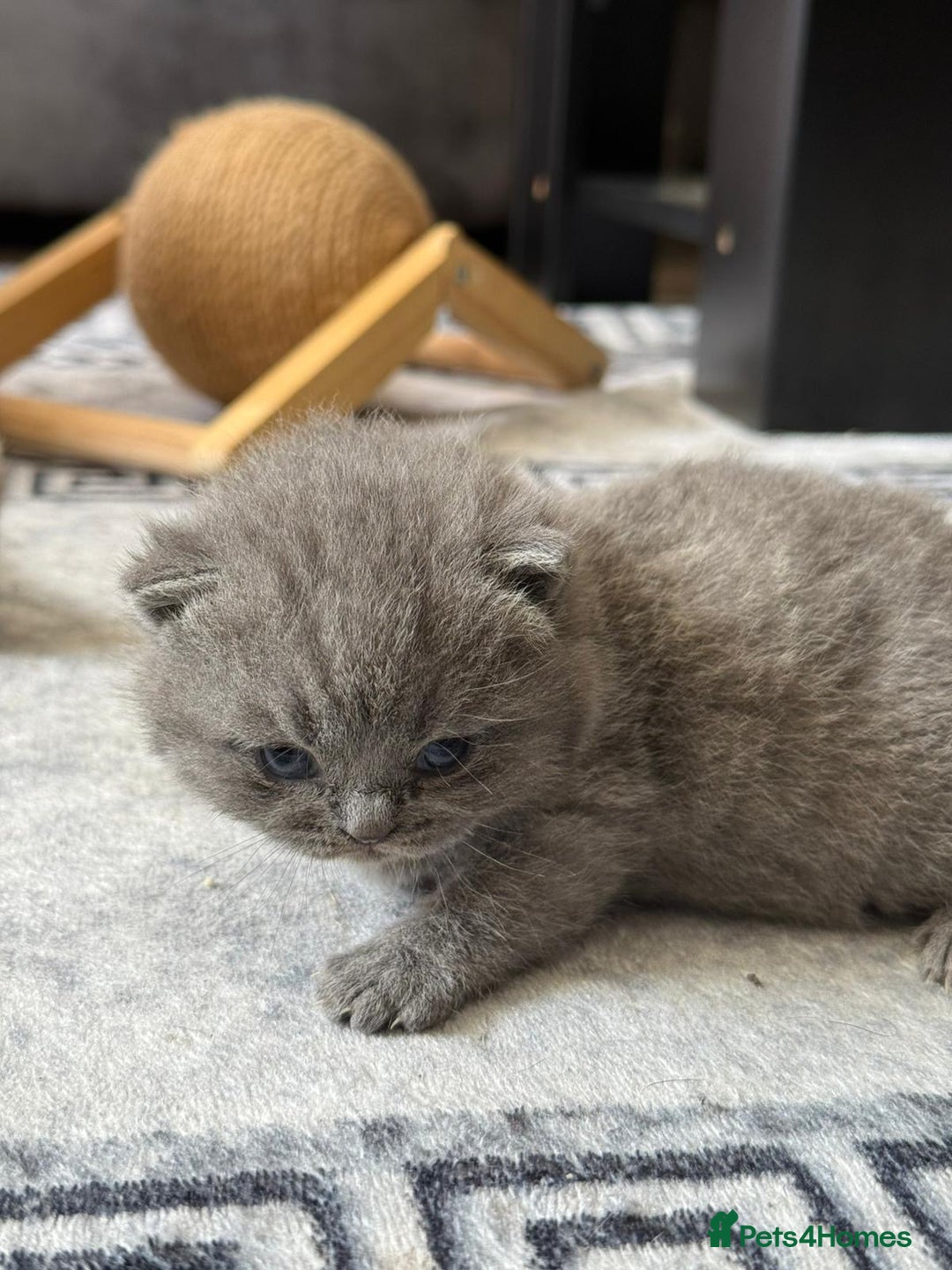 British Shorthair cats for sale: Five cute and naughty kittens for sale - Image 9