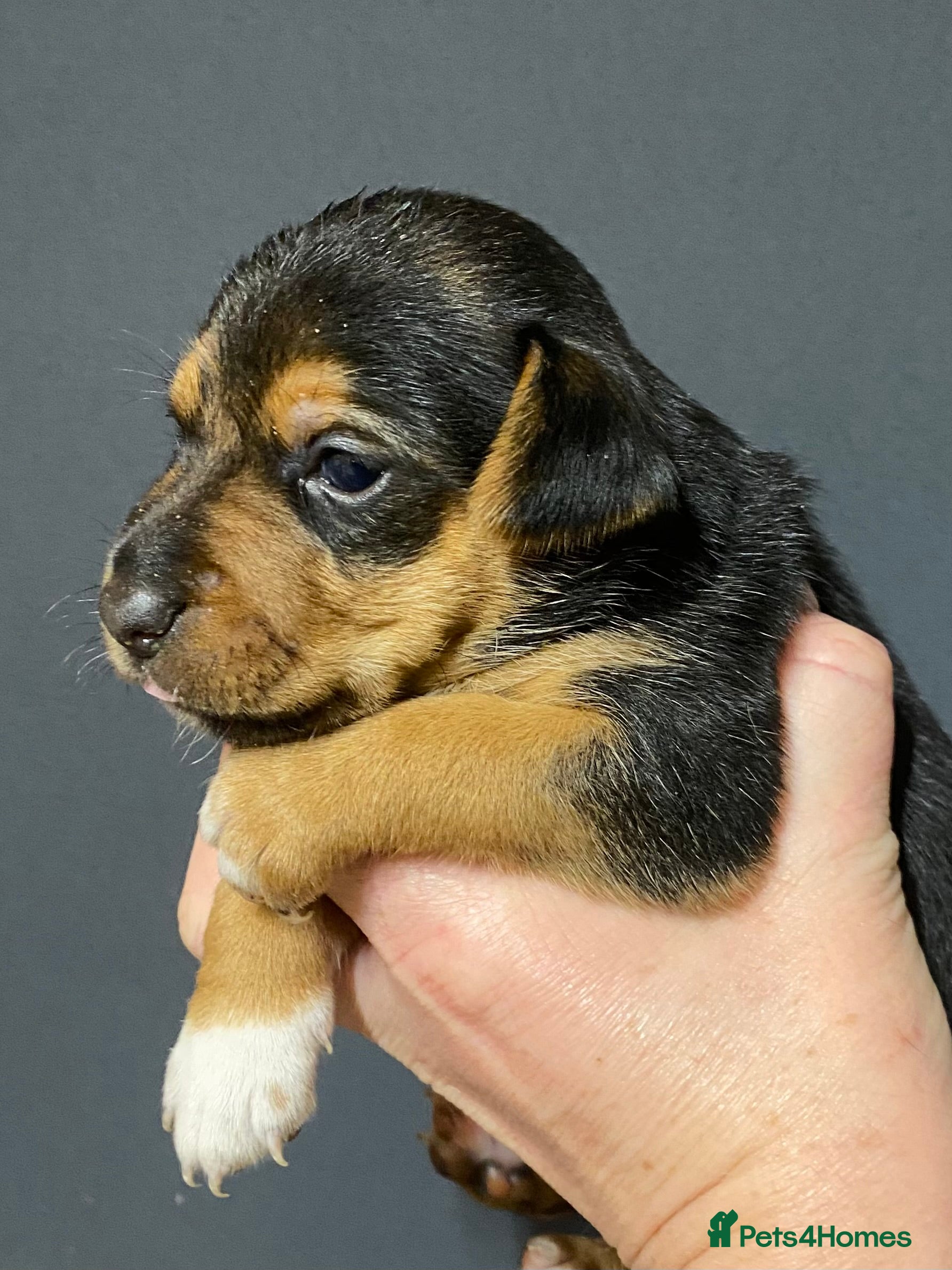 Jack Russell dogs Absolutely stunning litter of puppies - Advert 8