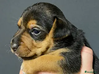 Jack Russell dogs Absolutely stunning litter of puppies - Advert 8