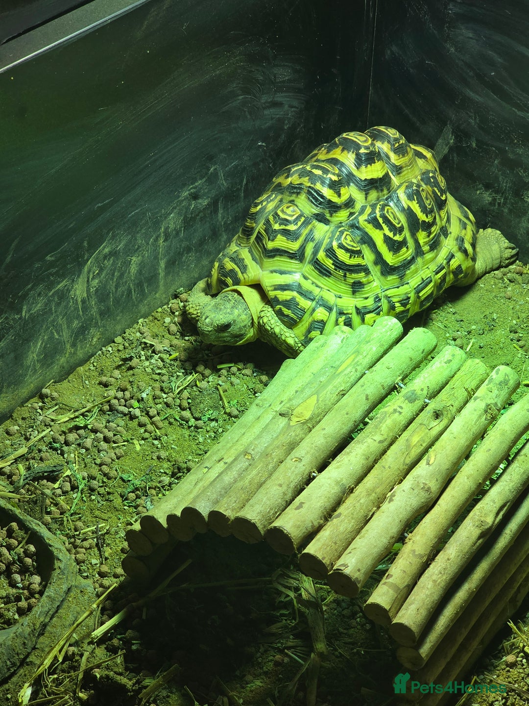 Tortoise reptiles for sale: Leopard Tortoise with enclosure - Advert 3