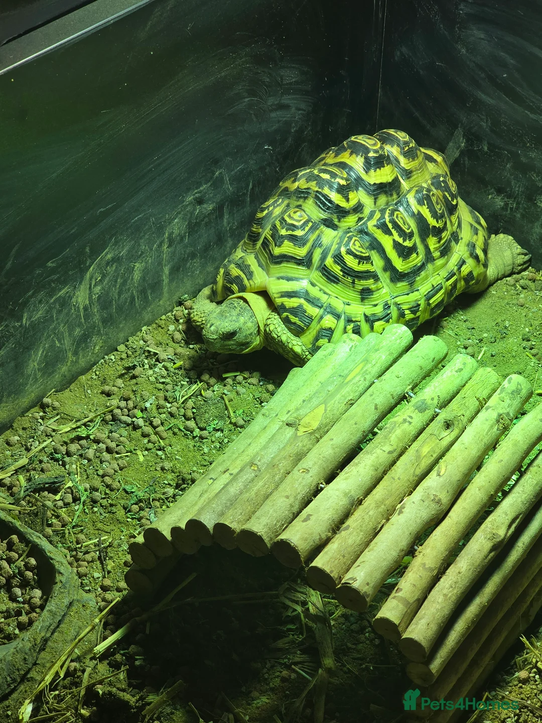 Tortoise reptiles for sale: Leopard Tortoise with enclosure - Advert 3
