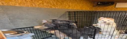 German Shepherd dogs for sale: 🐾✨ Adorable Rare German Shepherd Puppies! ✨🐾 - Advert 3
