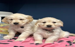 Golden Retriever dogs for sale: 🐶 Gorgeous Chunky Golden Retriever Puppies 🐶 - Advert 9