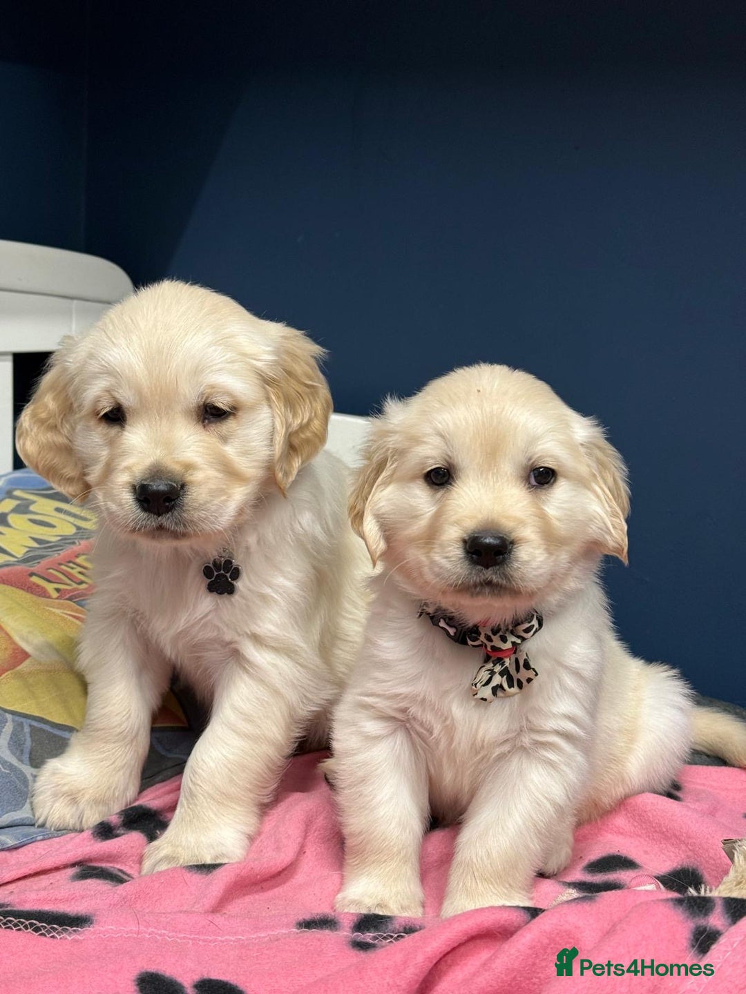 Golden Retriever dogs for sale: 🐶 Gorgeous Chunky Golden Retriever Puppies 🐶 - Advert 9