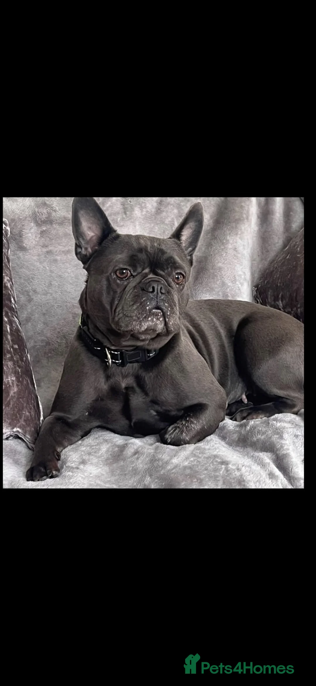 French Bulldog dogs for sale: Amazing frenchies for sale  - Advert 9