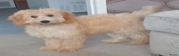 Cockapoo dogs for sale: Cockapoo male 5 month old - Advert 3