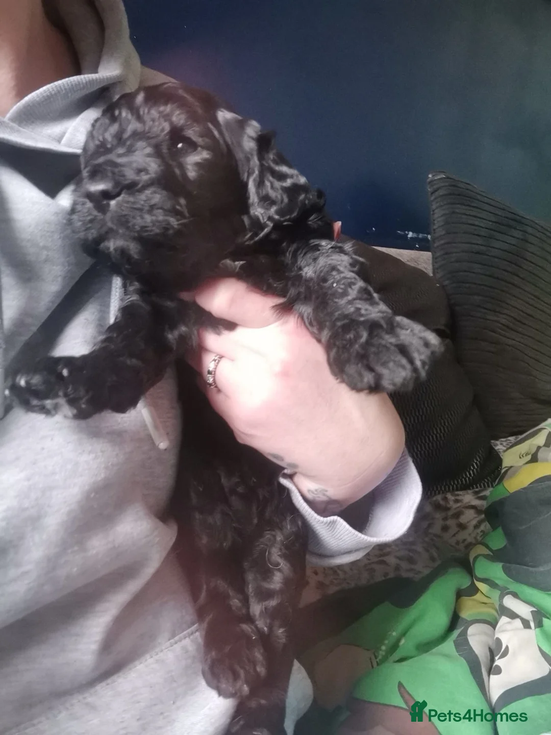 Mini Goldendoodle dogs for sale: Beautiful litter of goldendoodles - Advert 2