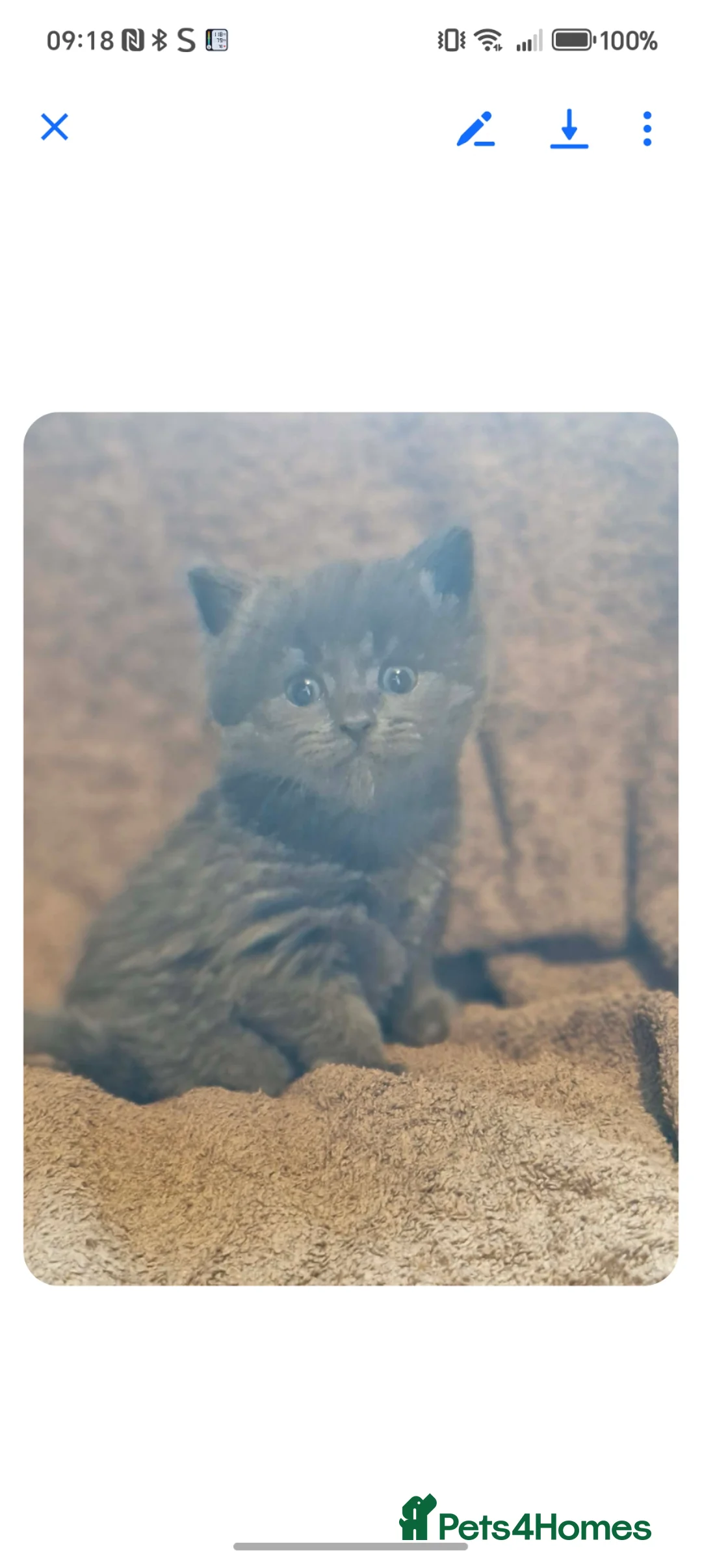 Maine Coon cats for sale: Maine coon kittens  in Norwich - Advert 1
