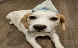 Beagle dogs for sale: KC Registered Pedigree Male Beagle Pup - Image 9