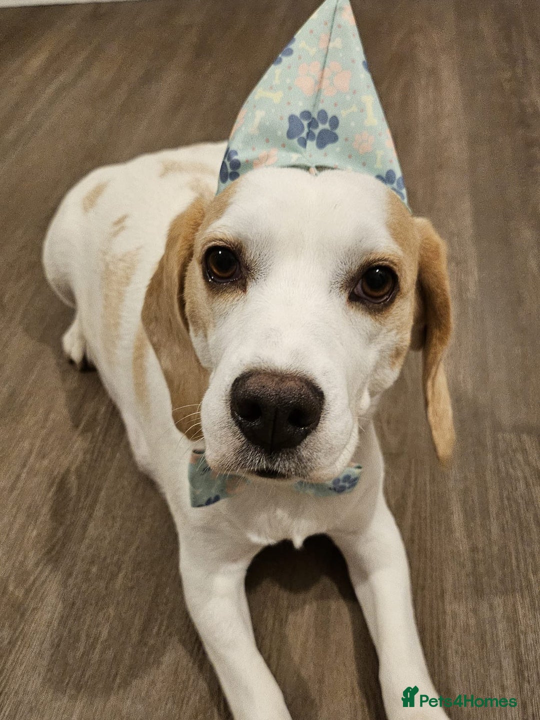 Beagle dogs for sale: KC Registered Pedigree Male Beagle Pup - Image 9