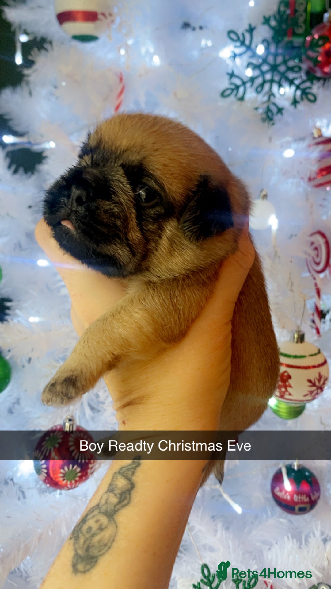 Jug dogs for sale: Jug pups for sale  - Advert 3