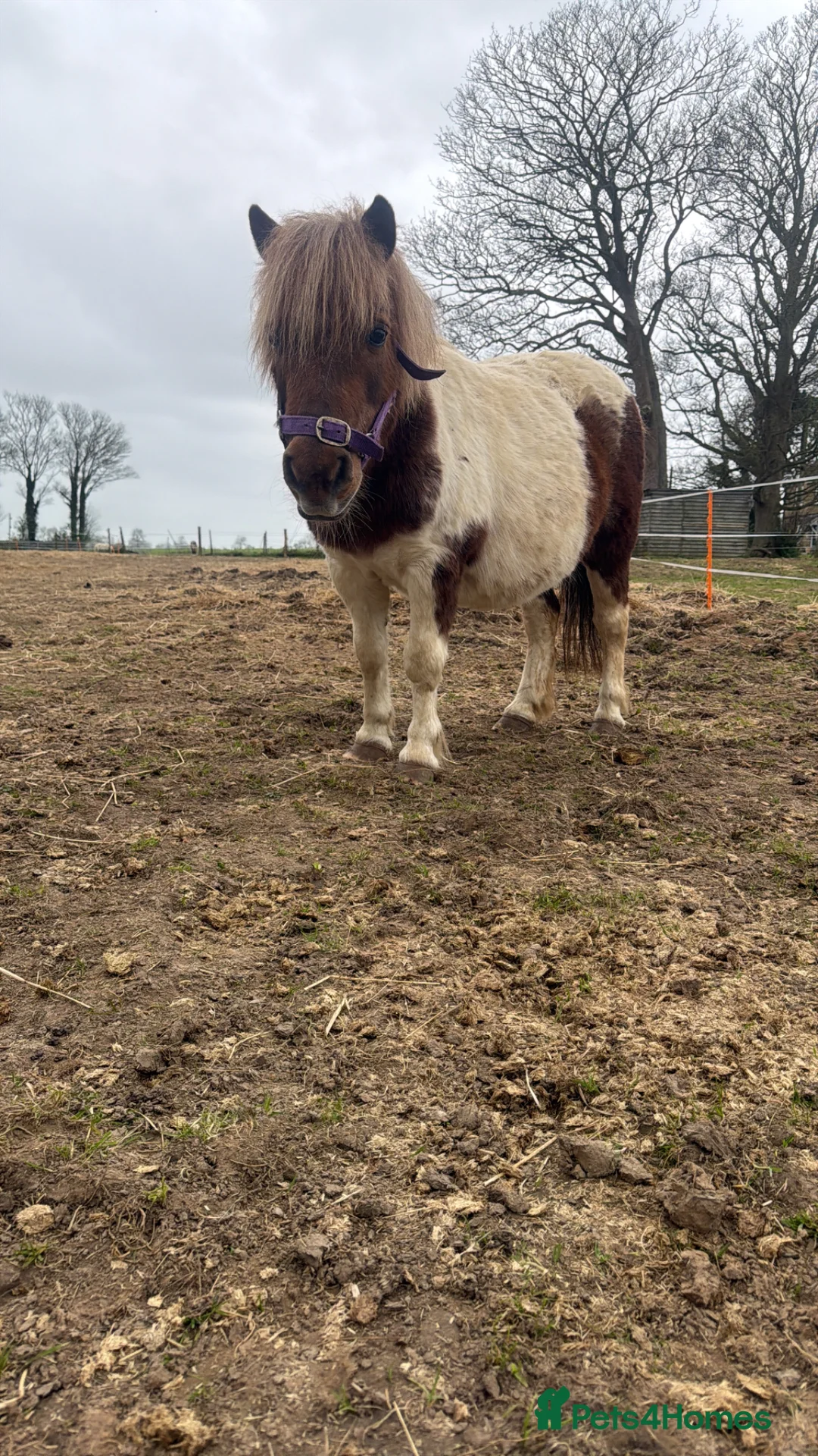 Shetland pony horses for sale: Striking Shetland Mare for sale  in Deal - Advert 2