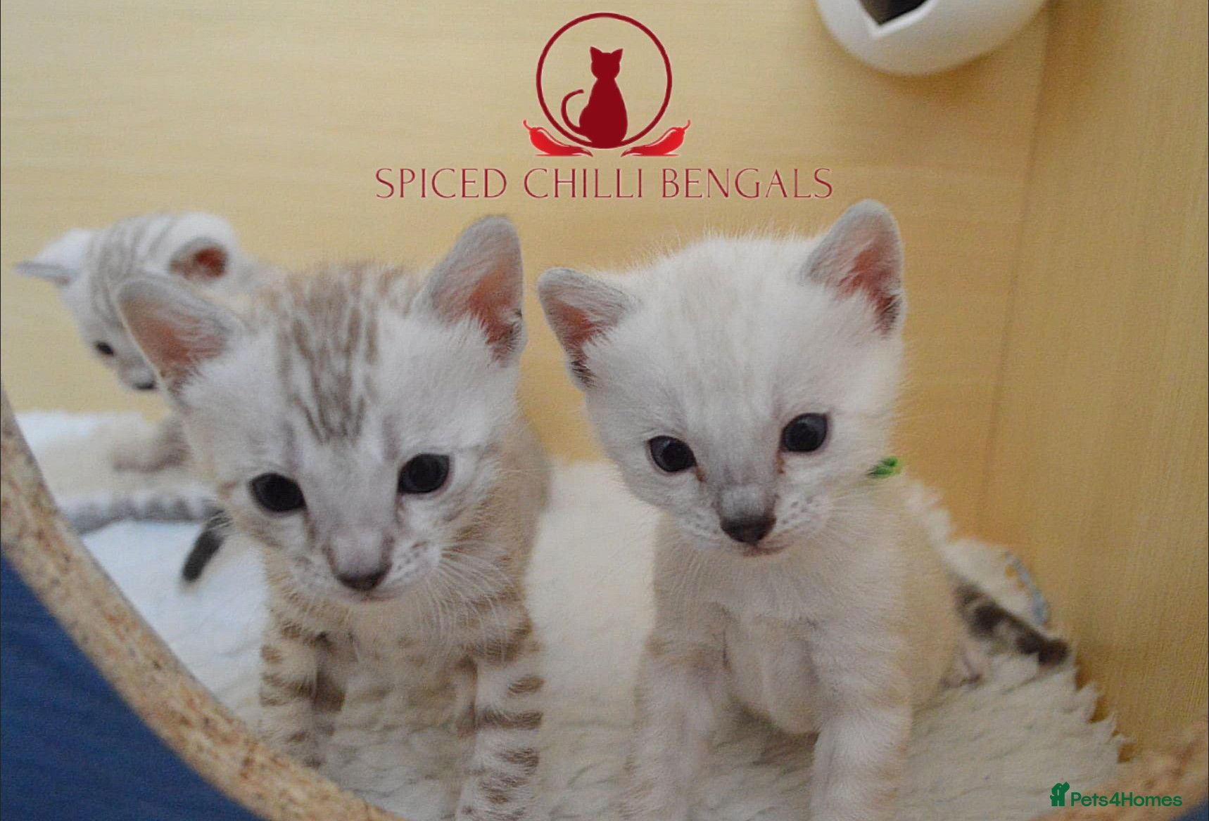 Bengal cats ✨️ glitter snow champion bengal kittens ✨️ - Advert 2