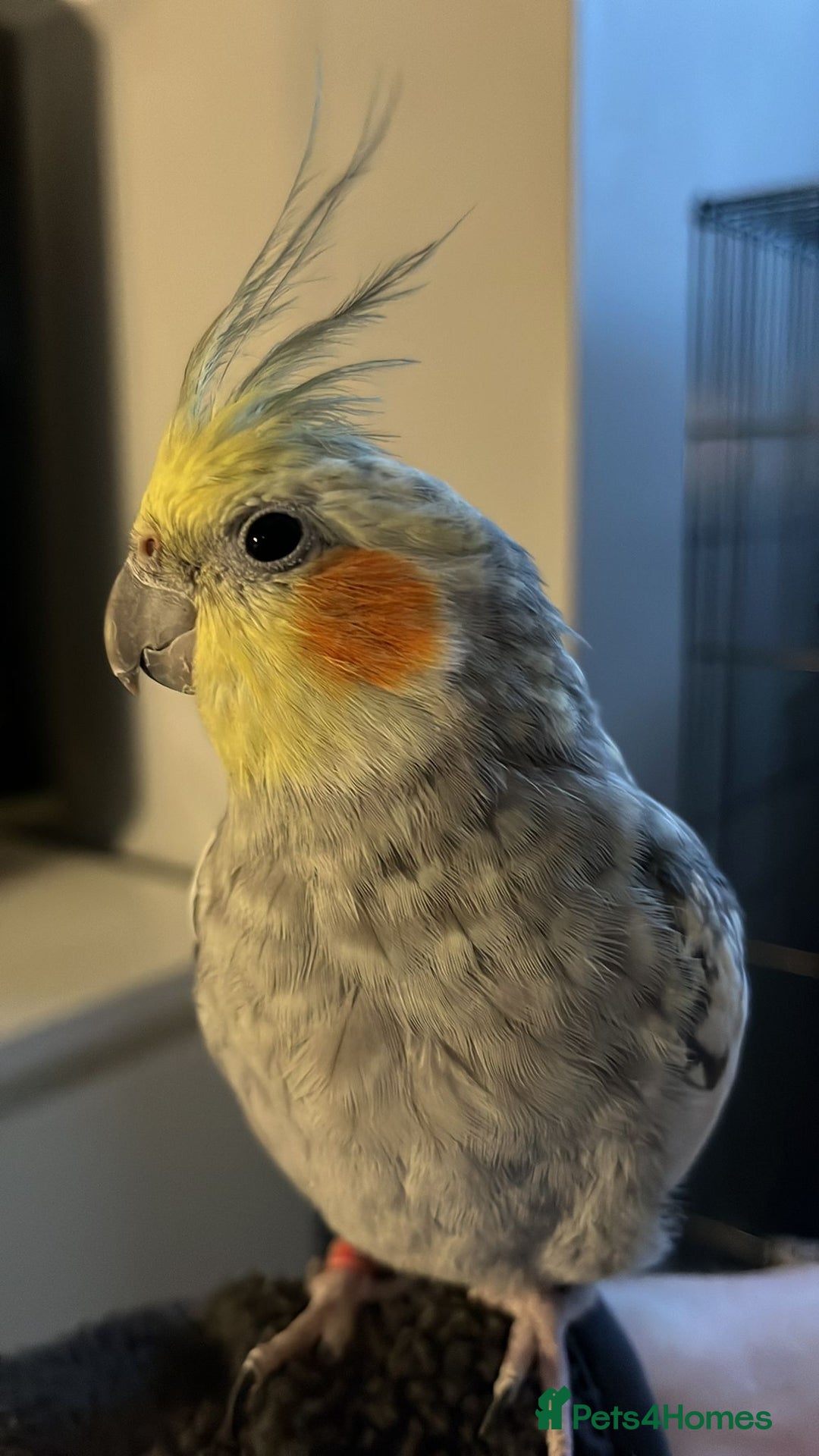 Cockatiels birds for sale: 16 month male Cockatiel + cage, stand and food - Image 5