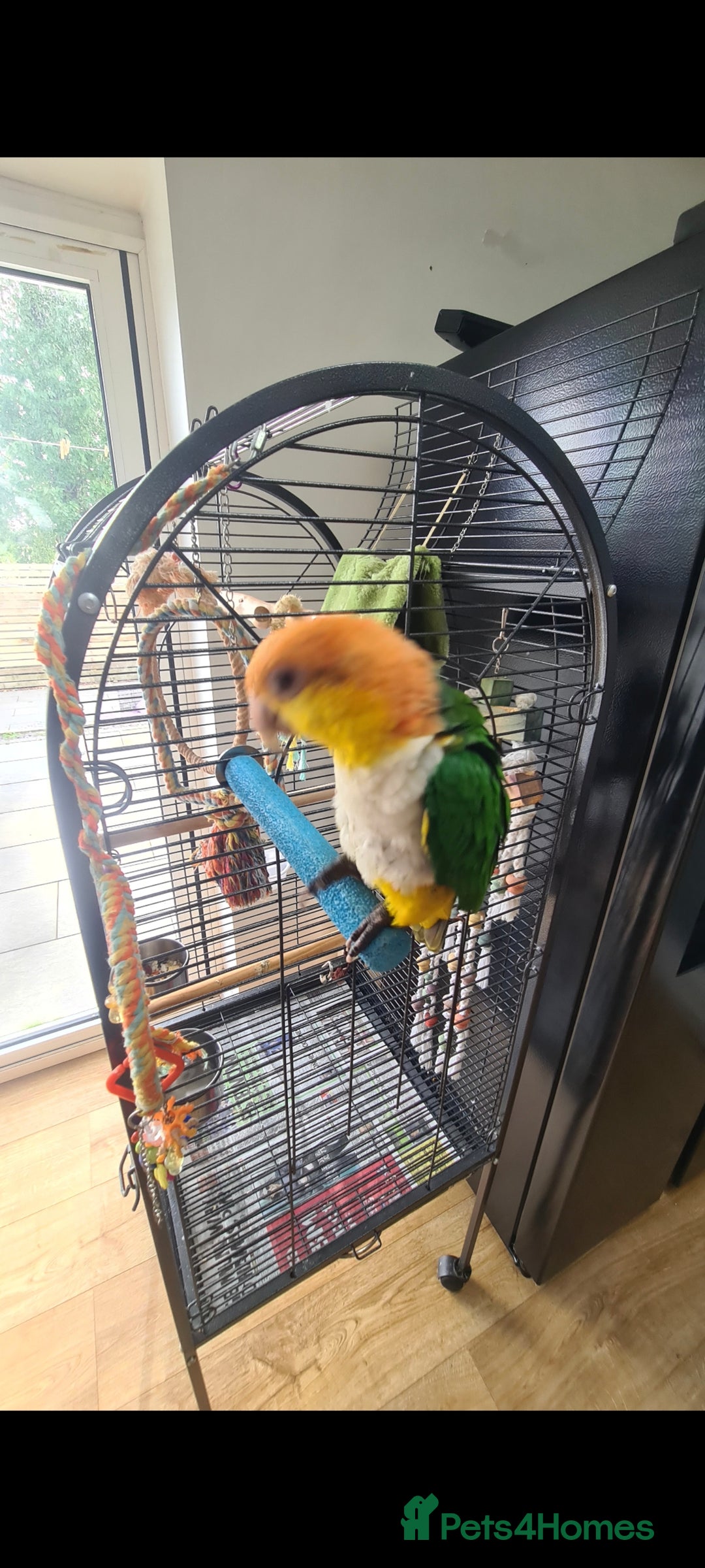 Parrots birds for sale: White Bellied Caique  - Advert 1
