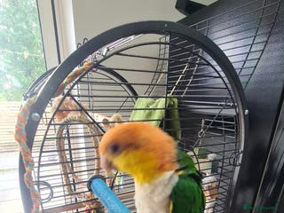 Parrots birds White Bellied Caique - Advert 18