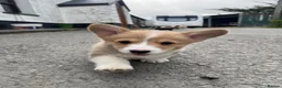 Welsh Corgi Pembroke dogs for sale: Beautiful Natural Bob Tail Pembrokeshire Pups - Advert 4