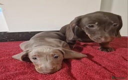 Dachshund dogs for sale: Miniture dachshund puppies  - Image 1