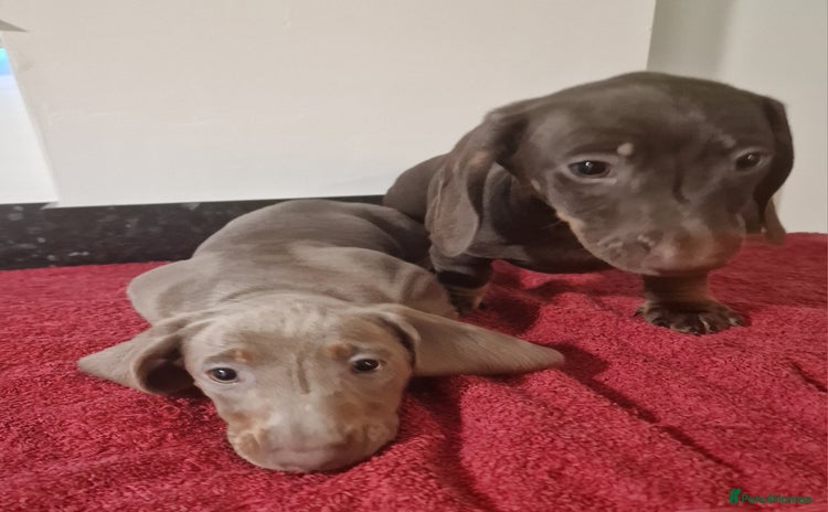 Dachshund dogs - Advert 1