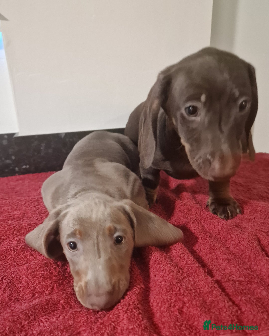 Dachshund dogs for sale: Miniture dachshund puppies  - Image 1