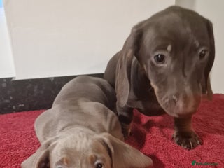 Dachshund dogs - Advert 26