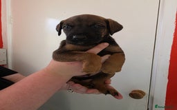 Mixed Breed dogs for sale: Mixded  - Image 4