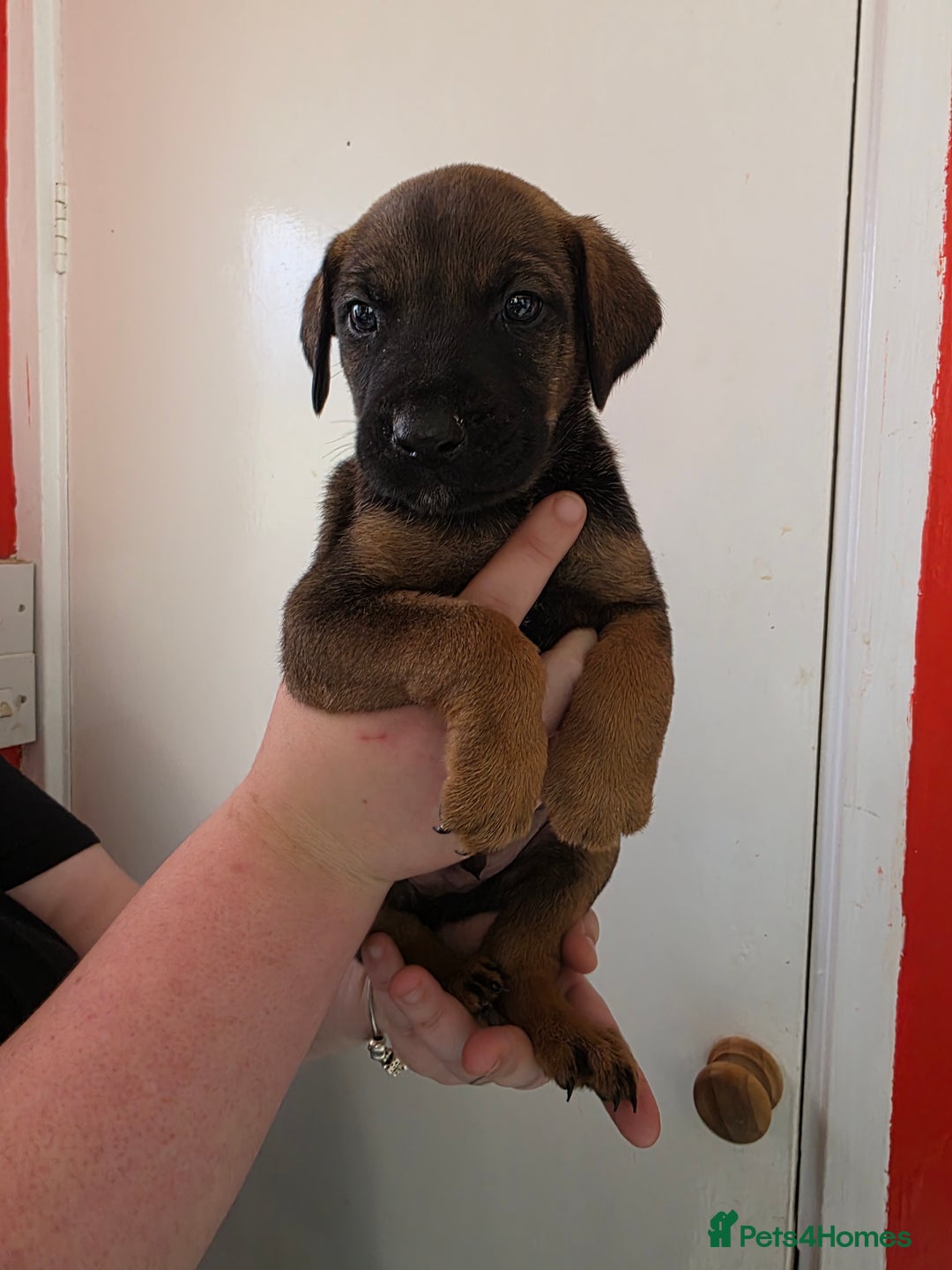 Mixed Breed dogs for sale: Mixded  - Image 4