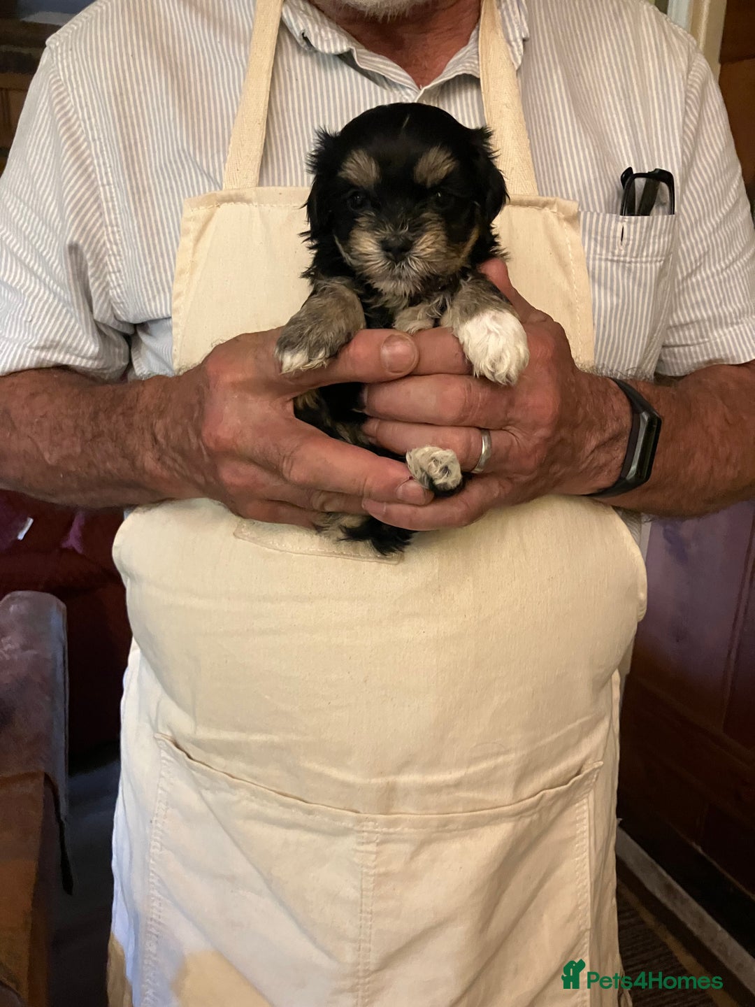 Mixed Breed dogs for sale: Tiny Korean Maltese / Havanese - Image 17