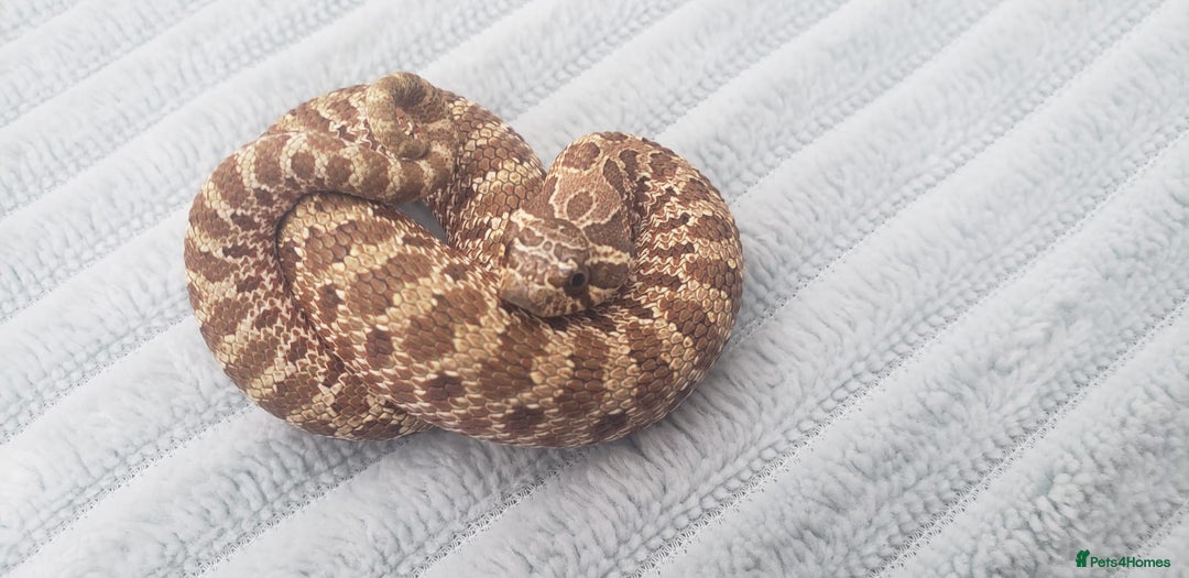 Snake reptiles for sale: Western Hognose CB25 babies UPDATED - Image 14